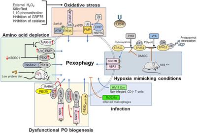 The Peroxisome-Autophagy Redox Connection: A Double-Edged Sword?